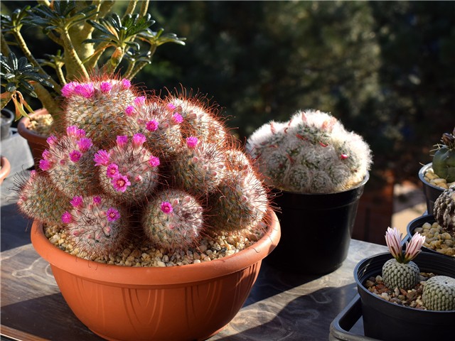 Mammillaria bombycina